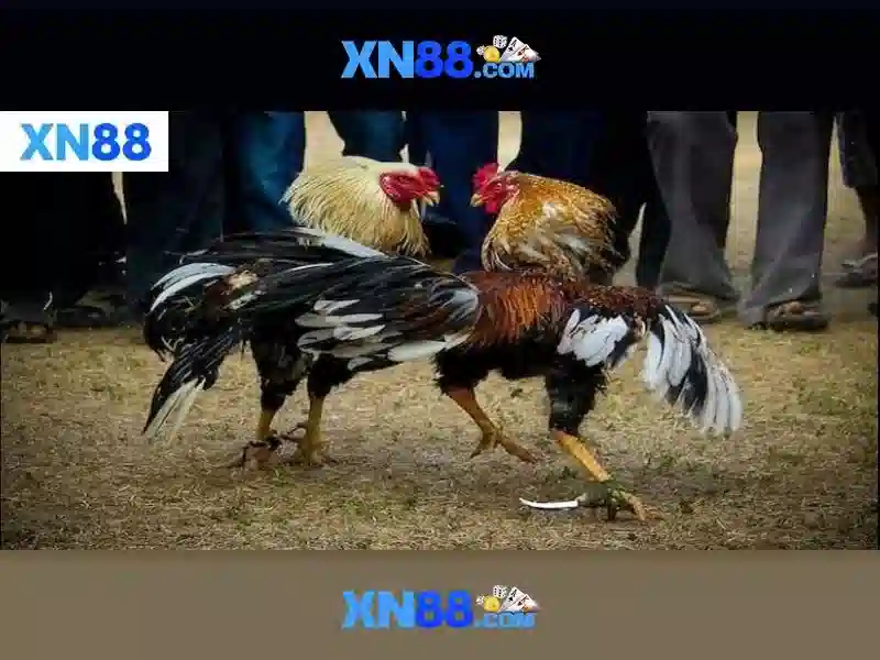 Tại sao người chơi chọn xn88?