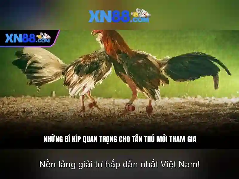 Giới thiệu về xn88