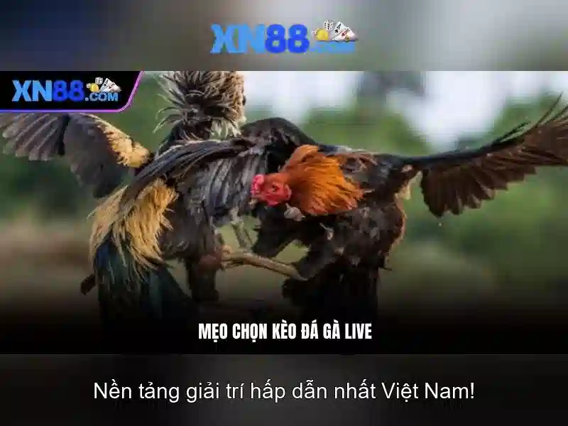 xn88: Tổng quan và trải nghiệm cá cược trực tuyến